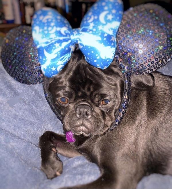 /images/uploads/pug nation rescue of los angeles/pugnation2021/entries/15017thumb.jpg